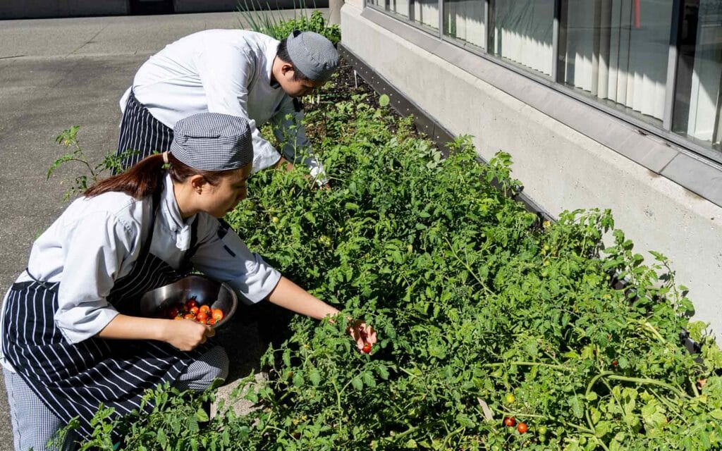 Culinary students harvesting tomatoes in the garden