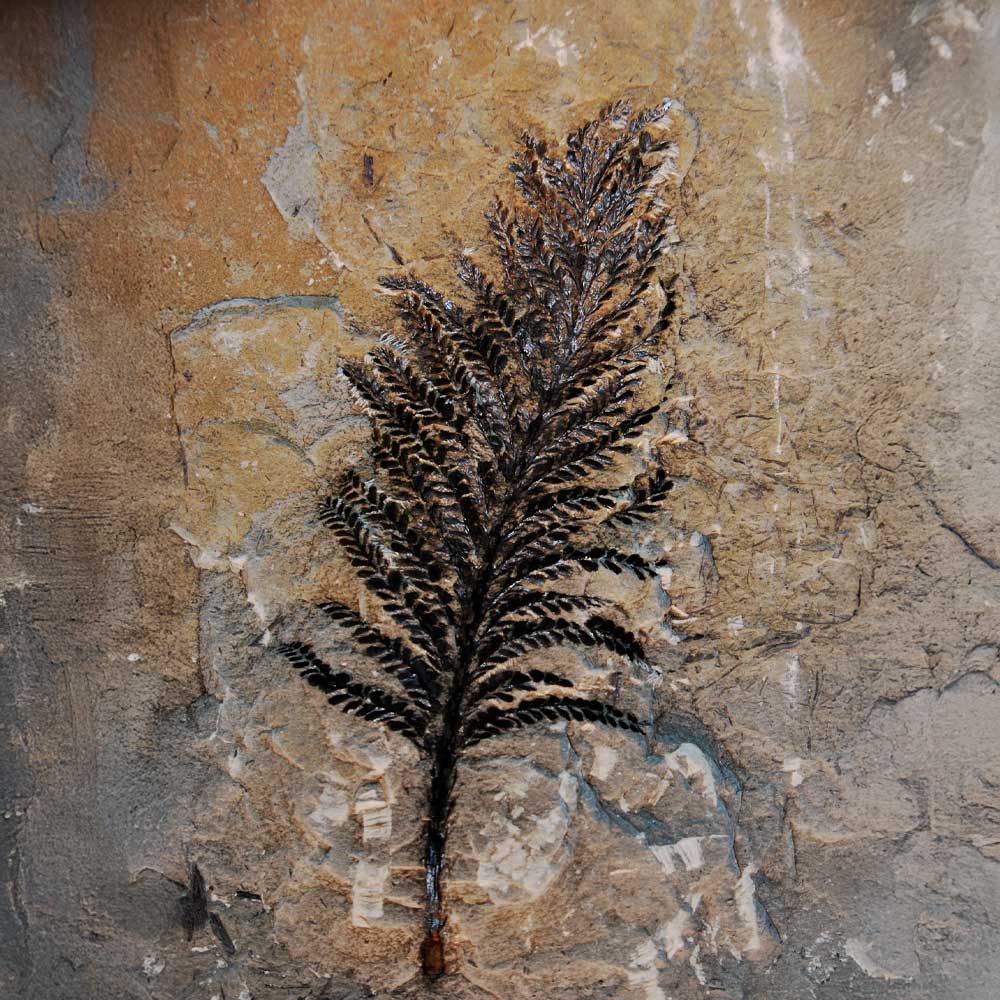 An indigenous art of a fossil of a plant