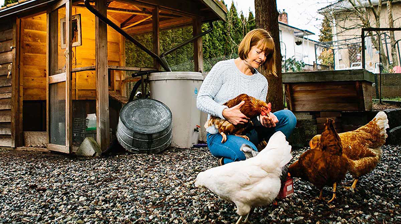 News-Evonne-chickens-800